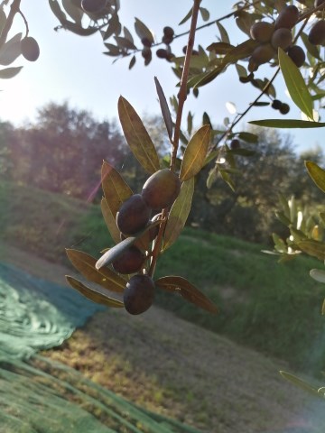 Olio Extra Vergine di Oliva  bio